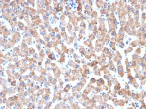 Immunohistochemical analysis of formalin-fixed, paraffin-embedded human liver using Anti-HSP60 Antibody [HSPD1/2206R]