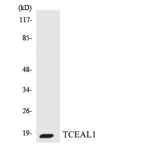 Antibody anti-TCEAL1 A96715-100 100 µg