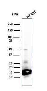 Western blot analysis of heart tissue lysate using Anti-Cytochrome C Antibody [SPM389]