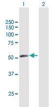 Anti-ERMAP Mouse Polyclonal Antibody