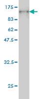 Anti-PCDHB16 Mouse Monoclonal Antibody [clone: 3H1]