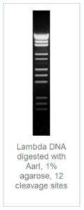 FERMER1581 - ENZYME AARI 25 UNITS