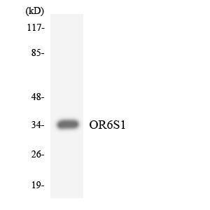 Anti-OR6S1 Rabbit Polyclonal Antibody