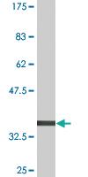 Anti-BLZF1 Mouse Monoclonal Antibody [clone: 2E10]