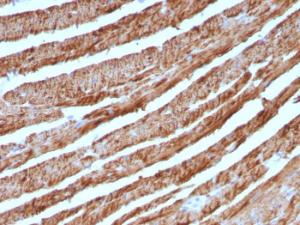 Immunohistochemical analysis of formalin-fixed, paraffin-embedded human heart using Anti-Cytochrome C Antibody [CTC05]