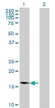 Anti-IL23A Rabbit Polyclonal Antibody