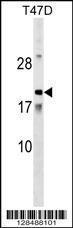 Anti-AMTN Rabbit Polyclonal Antibody (APC (Allophycocyanin))