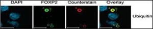 Anti-UBC Rabbit Polyclonal Antibody (AP (Alkaline Phosphatase))