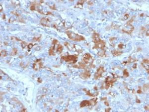 Immunohistochemical analysis of formalin-fixed, paraffin-embedded human adrenal gland tissue using Anti-Clusterin Antibody [CLU/4731]