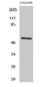 Western blot analysis of various cells using Anti-Src Antibody