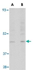 Anti-RGP1 Rabbit Polyclonal Antibody