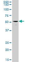 Anti-ERMAP Rabbit Polyclonal Antibody