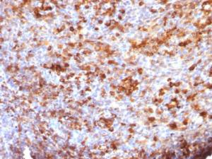 Immunohistochemical analysis of formalin-fixed, paraffin-embedded human tonsil using Anti-Human IgG Heavy Chain Antibody [B33/20]