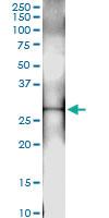 Anti-PSMA8 Rabbit Polyclonal Antibody