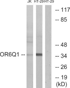 Western blot analysis of lysates from Jurkat and HT-29 cells using Anti-OR6Q1 Antibody. The right hand lane represents a negative control, where the antibody is blocked by the immunising peptide