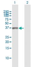 Anti-MSX1 Rabbit Polyclonal Antibody