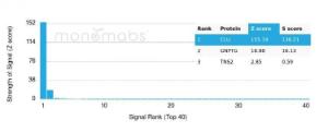 Analysis of protein array containing more than 19000 full-length human proteins using Anti-Clusterin Antibody [CLU/4731]