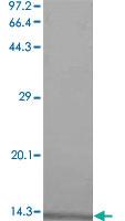 Anti-CCL4 Mouse Monoclonal Antibody [clone: 4g687]