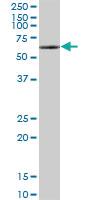 Anti-NELFA Mouse Polyclonal Antibody