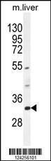 Anti-FAM78B Rabbit Polyclonal Antibody (Biotin)