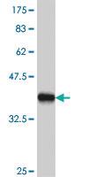 Anti-CDH5 Mouse Polyclonal Antibody