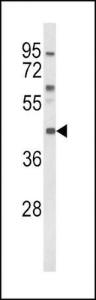 Anti-Melanocortin Receptor 3 Rabbit Polyclonal Antibody (FITC (Fluorescein))