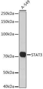 Anti-STAT3 antibody