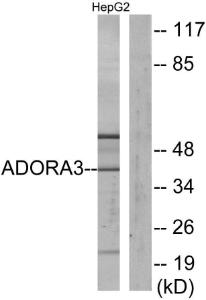 Western blot analysis of lysates from HepG2 cells using Anti-ADORA3 Antibody. The right hand lane represents a negative control, where the antibody is blocked by the immunising peptide.