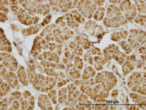 Anti-CENPJ Mouse Monoclonal Antibody [clone: 5D5]