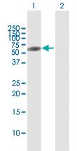 Anti-ERMAP Rabbit Polyclonal Antibody