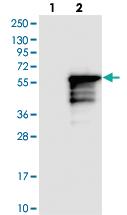 Anti-KLF17 Rabbit Polyclonal Antibody