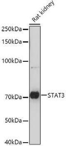 Anti-STAT3 antibody