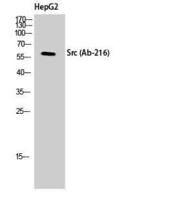 Western blot analysis of HepG2 cells using Anti-Src Antibody