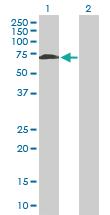 Anti-NELFA Mouse Polyclonal Antibody