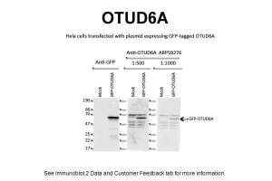 Anti-OTUD6A Rabbit Polyclonal Antibody