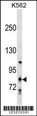 Anti-COLGALT2 Rabbit Polyclonal Antibody (AP (Alkaline Phosphatase))