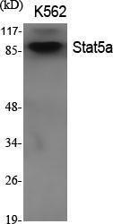 Western blot analysis of various cells using Anti-STAT5A Antibody