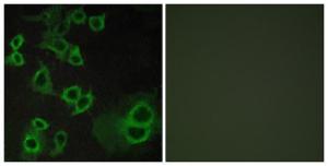 Immunofluorescence analysis of COS7 cells using Anti-ADORA3 Antibody. The right hand panel represents a negative control, where the antibody was pre-incubated with the immunising peptide.