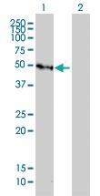 Anti-GFI1 Mouse Monoclonal Antibody [clone: 3G8]