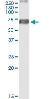 Anti-ERMAP Rabbit Polyclonal Antibody