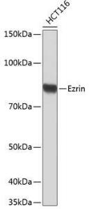 Antibody A306281-100 100 µl