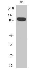 Western blot analysis of 293 cells using Anti-STAT5A Antibody