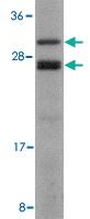 Anti-COPS8 Rabbit Polyclonal Antibody