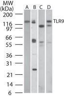 Anti-TLR9 Mouse Monoclonal Antibody [clone: 26C593.2]