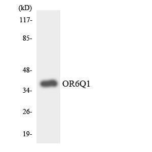 Western blot analysis of the lysates from HT 29 cells using Anti-OR6Q1 Antibody