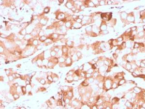 Anti-Prolactin Receptor Mouse Recombinant Antibody [clone: rPRLR/742]