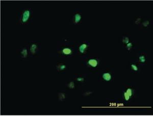 Anti-GFI1 Mouse Monoclonal Antibody [clone: 3G8]