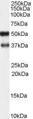 Anti-PACSIN1 Antibody (A83653) (1 µg/ml) staining of Hippocampus) lysate (35 µg protein in RIPA buffer). Primary incubation was 1 hour. Detected by chemiluminescence