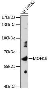 Western blot analysis of extracts of U-87MG cells, using Anti-MON1B Antibody (A309180) at 1:1,000 dilution. The secondary antibody was Goat Anti-Rabbit IgG H&L Antibody (HRP) at 1:10,000 dilution.