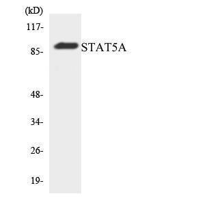 Anti-STAT5a + STAT5b Rabbit Polyclonal Antibody